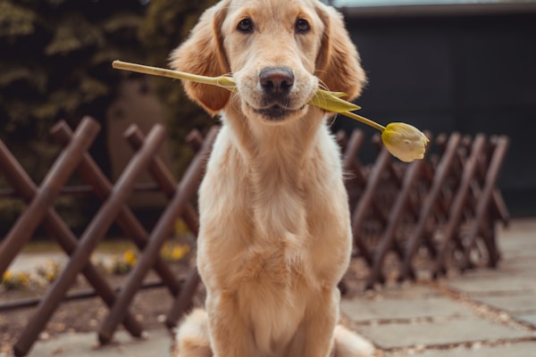 Dog with Seresto Collar