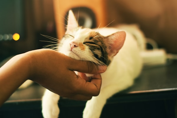 Cat Collar 1